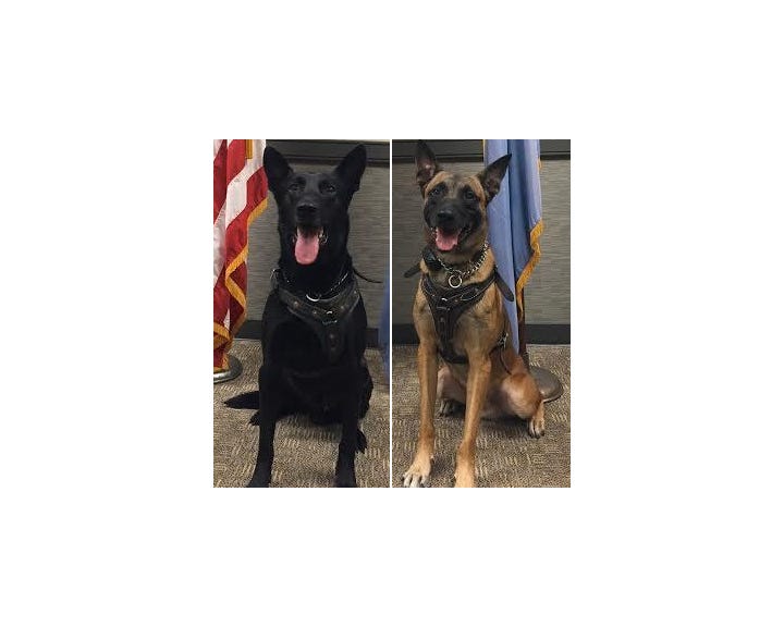 White House guard dogs Hurricane and Jordan